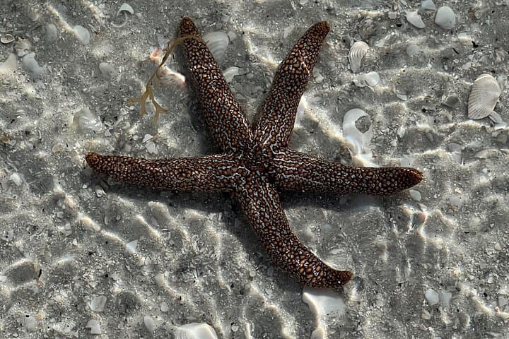 Sanibel Eco Boat Charter: Full-Day Gulf & Pine Island Exploration photo 5