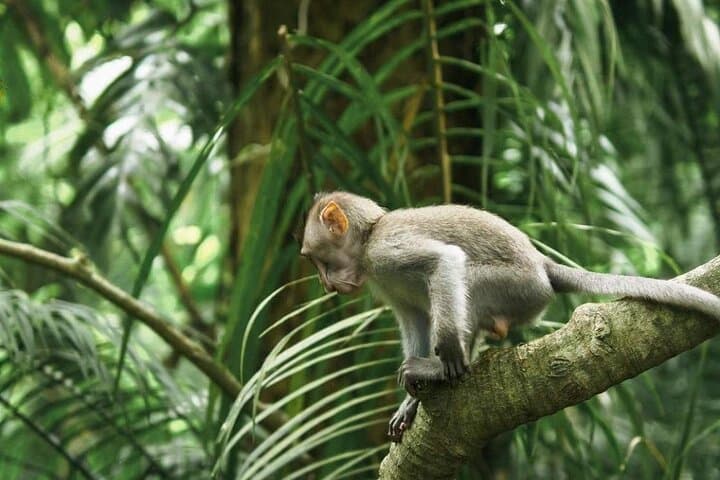 Ubud Full-Day Tour: Monkey Forest, Tegalalang Rice Terraces, Bali Swing & Two Waterfalls photo 4
