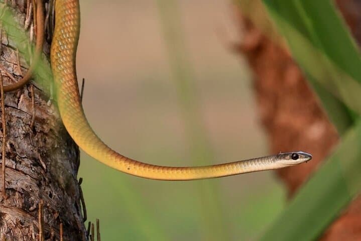 Fogg Dam Wetlands & Humpty Doo Wildlife Tour from Darwin photo 6