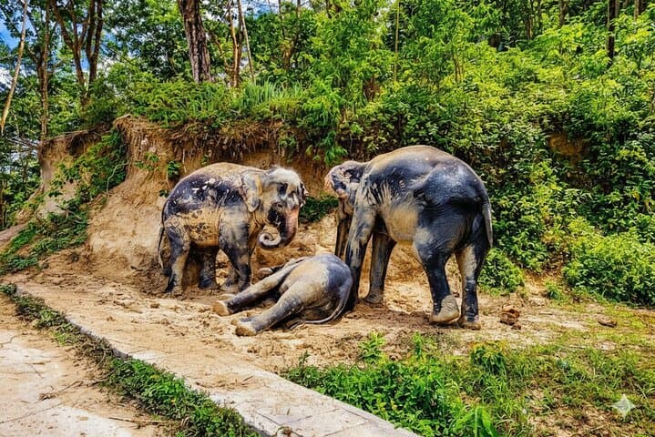 Phuket Ethical Elephant Sanctuary: Small-Group Sanctuary Visit with Hotel Transfers
