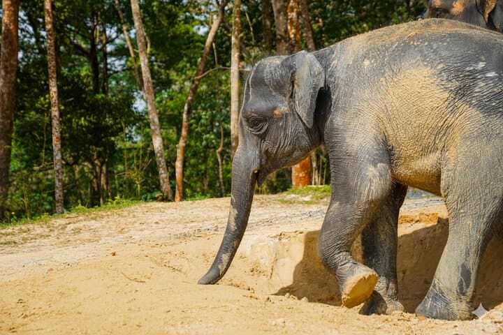 Phuket Ethical Elephant Sanctuary: Small-Group Sanctuary Visit with Hotel Transfers photo 3