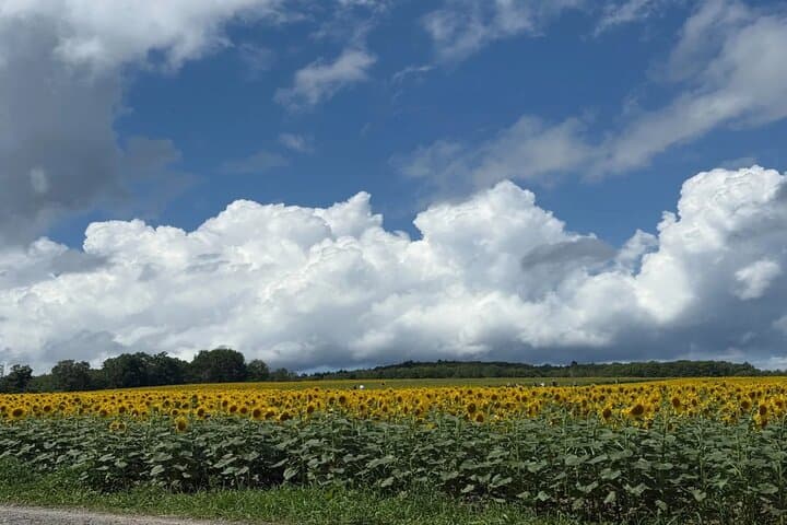 Private Biei & Furano Scenic Day Tour — Christmas Tree, Patchwork Road & Ningle Terrace photo 4