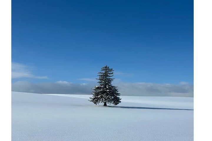 Private Biei & Furano Scenic Day Tour — Christmas Tree, Patchwork Road & Ningle Terrace photo 6