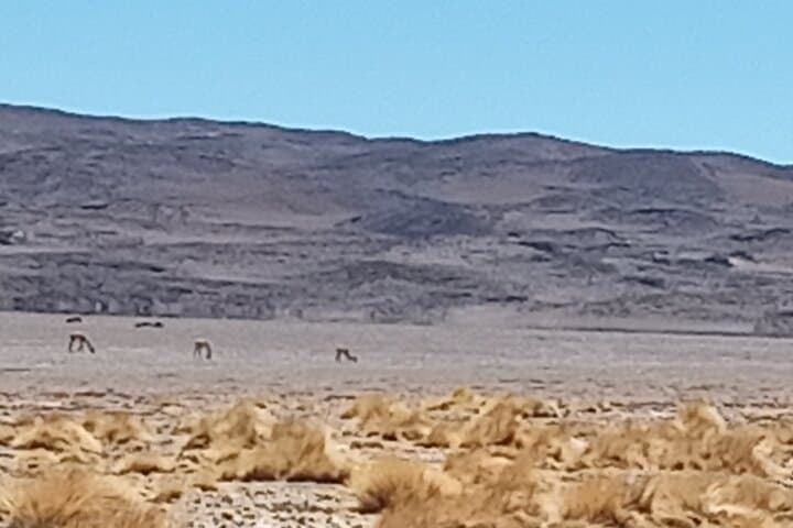 Pacana Salt Flats & Monks: Half-Day Route from San Pedro de Atacama photo 5