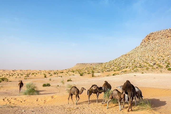 Ksar Ghilane Desert Oasis Day Tour — Swim, Walk Dunes & Explore Ksar Hallouf photo 2