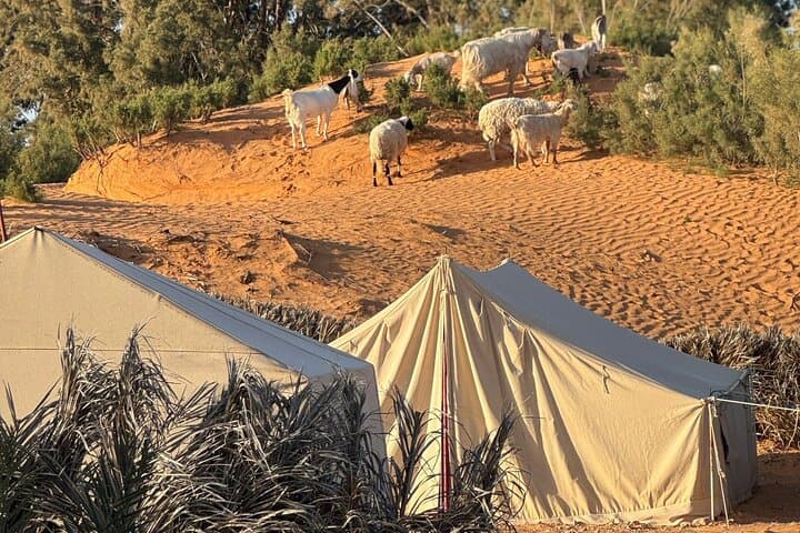 Ksar Ghilane Desert Escape: 2-Day Berber Oasis & Star Wars Sites from Djerba photo 2