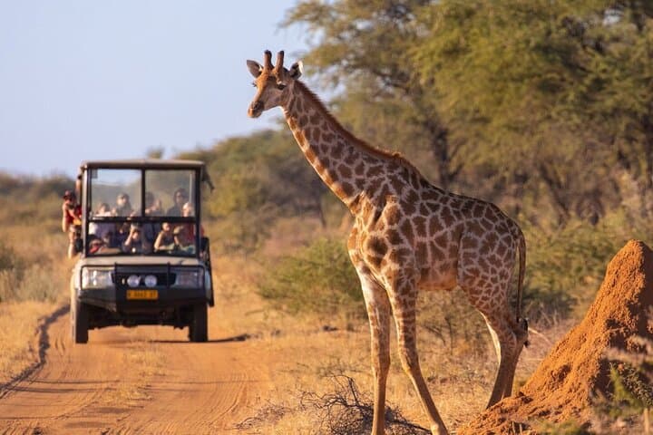 5-Day Luxury Ivory Moon Lodge Safari from Hoedspruit — Kruger Big 5 Experience photo 2