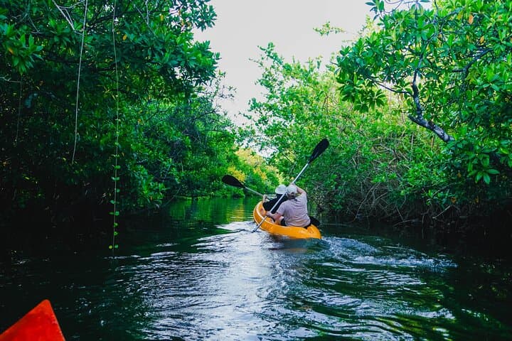 Akurala Mangrove Kayaking Near Hikkaduwa — Serene Wildlife Paddle
