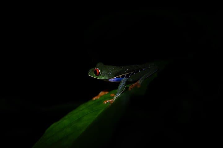 Monteverde Night Hike with Dinner: Rainforest Wildlife Walk and Local Cuisine