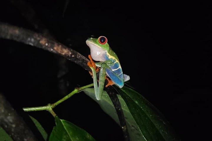Monteverde Night Hike with Dinner: Rainforest Wildlife Walk and Local Cuisine photo 5