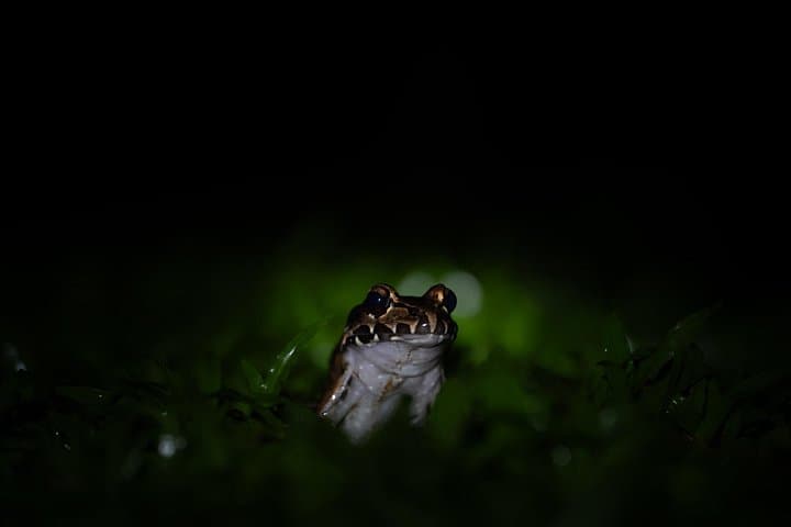 Monteverde Night Hike with Dinner: Rainforest Wildlife Walk and Local Cuisine photo 3