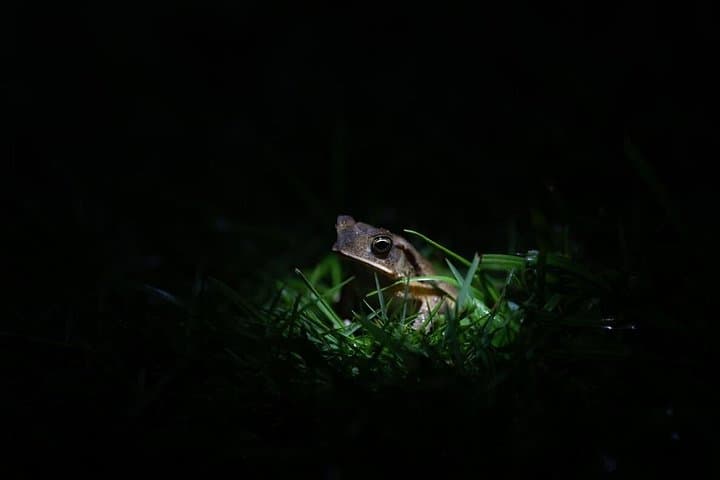 Monteverde Night Hike with Dinner: Rainforest Wildlife Walk and Local Cuisine photo 2
