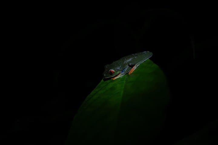 Monteverde Night Hike with Dinner: Rainforest Wildlife Walk and Local Cuisine photo 6