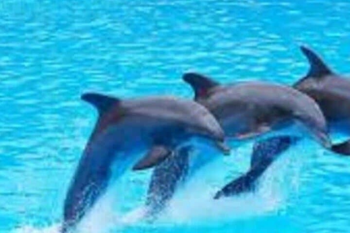 Mnemba Island Snorkel & Dolphin Tour from Nungwi with Lunch