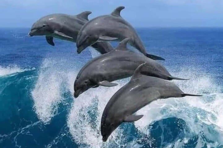Mnemba Island Snorkel & Dolphin Tour from Nungwi with Lunch photo 2
