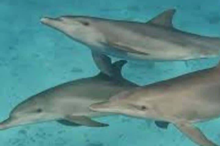 Mnemba Island Snorkel & Dolphin Tour from Nungwi with Lunch photo 3