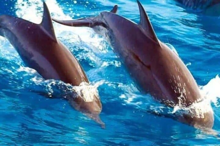Mnemba Island Snorkel & Dolphin Tour from Nungwi with Lunch photo 5
