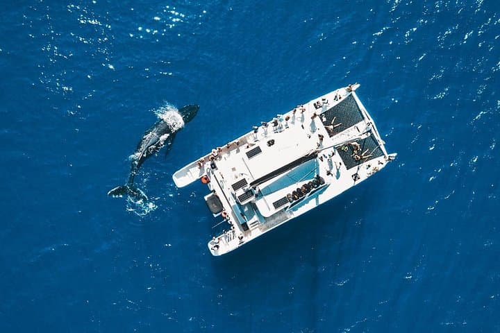 Golden Hour Whale Watch from Lahaina — Sunset Humpback Cruise on Alihilani photo 3