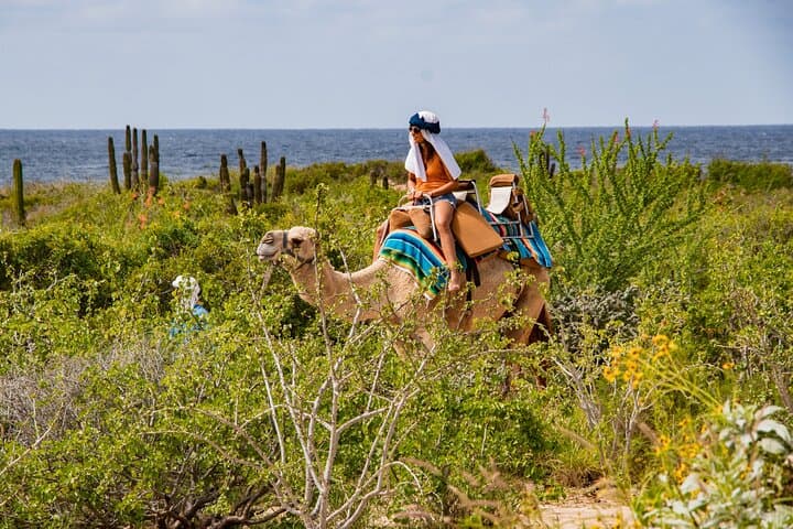 ATV and Camel Ride in the Cape Desert with Oceanfront Buffet — Cabo Adventure photo 4