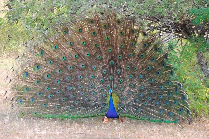 Full-Day Yala National Park Safari: Leopard, Elephant & Birdwatching from Tissamaharama photo 2
