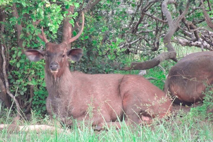 Full-Day Yala National Park Safari: Leopard, Elephant & Birdwatching from Tissamaharama photo 3