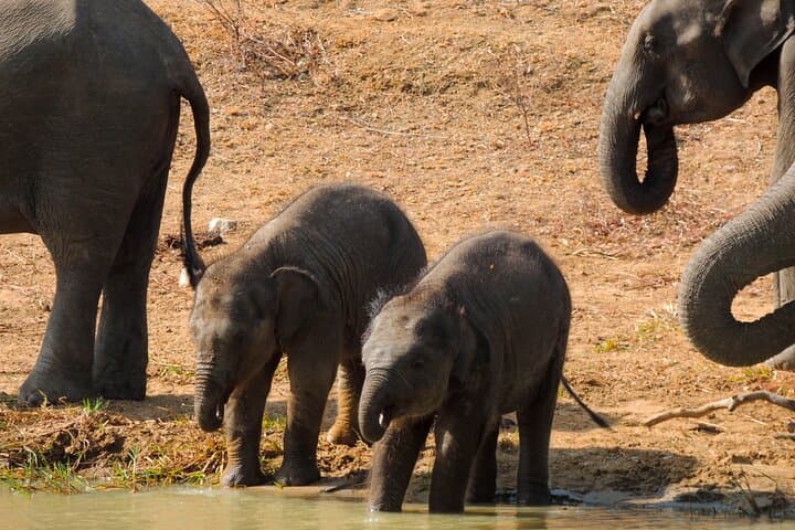 Full-Day Yala National Park Safari: Leopard, Elephant & Birdwatching from Tissamaharama photo 4