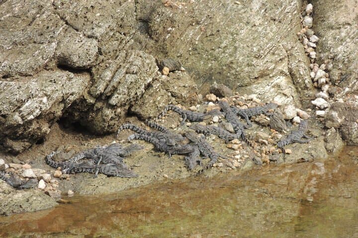 Full-Day Yala National Park Safari: Leopard, Elephant & Birdwatching from Tissamaharama photo 5