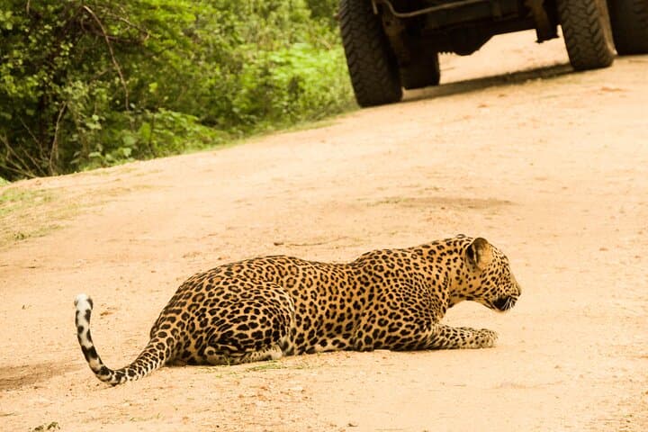 Full-Day Yala National Park Safari: Leopard, Elephant & Birdwatching from Tissamaharama