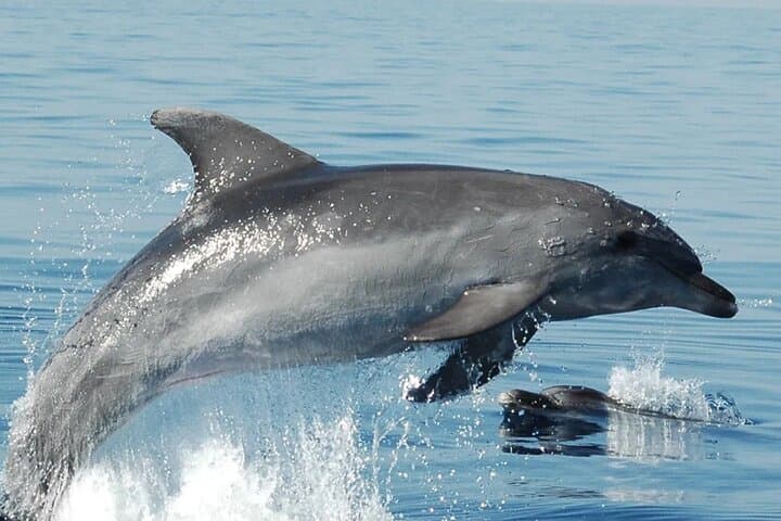 Dolphin Watching Excursion to Figarolo Island — Olbia Boat Tour