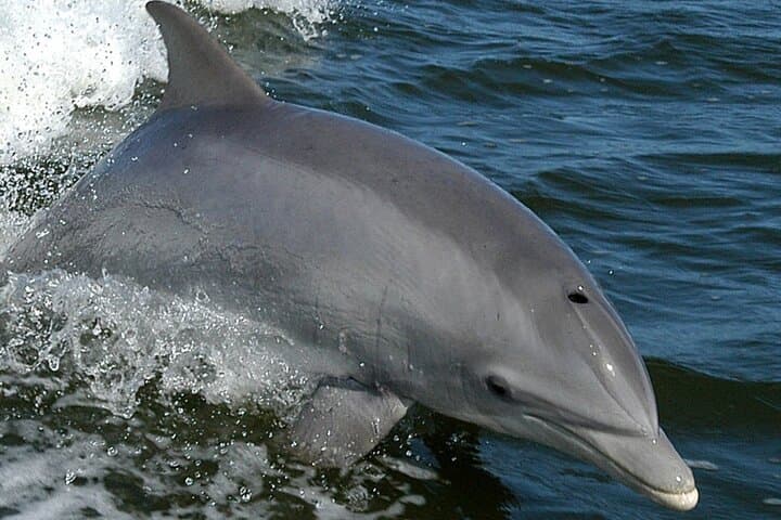 Dolphin Watching Excursion to Figarolo Island — Olbia Boat Tour photo 5