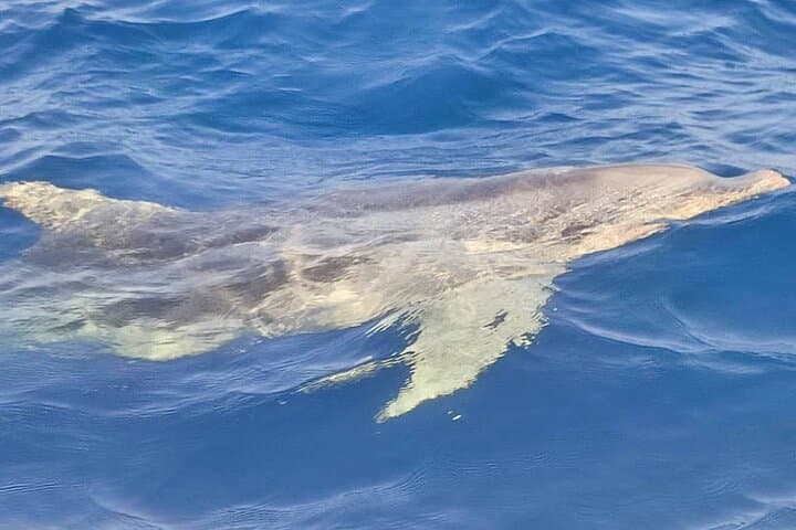 Dolphin Watching Excursion to Figarolo Island — Olbia Boat Tour photo 6