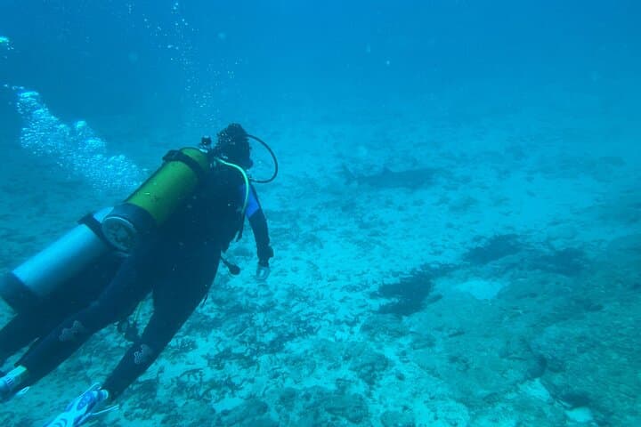 Mombasa Half-Day Dive: Shark Point & Green Turtle for Certified Divers photo 4