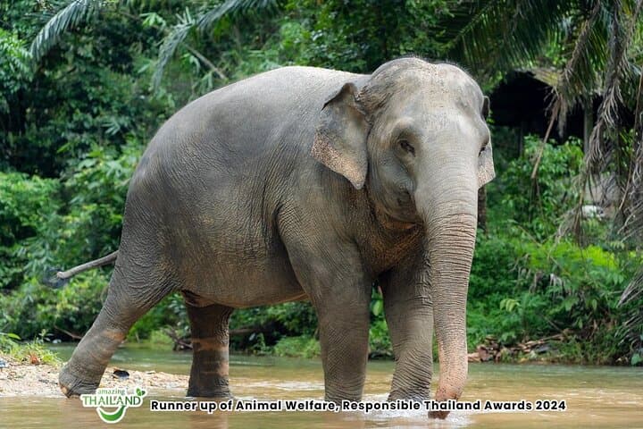Khaolak Elephant Sanctuary Eco Tour — 2-Hour Jungle Encounter with Complimentary Photos