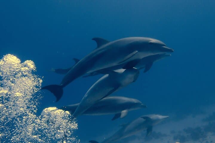 Hurghada Two‑Tank Red Sea Dive with Lunch and Transfers photo 2