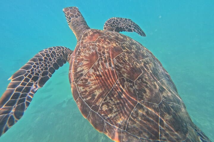 Daymaniyat Islands Turtle Snorkel & Kayak — Day Trip from Muscat