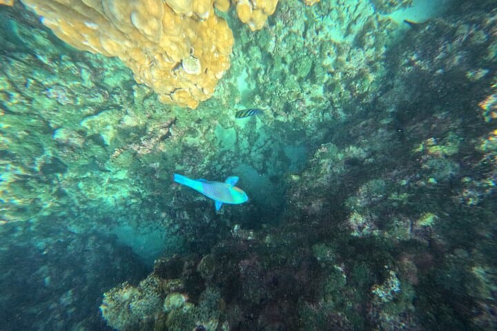 Daymaniyat Islands Turtle Snorkel & Kayak — Day Trip from Muscat photo 2