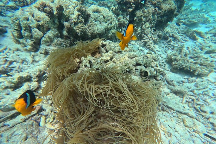 Daymaniyat Islands Turtle Snorkel & Kayak — Day Trip from Muscat photo 3