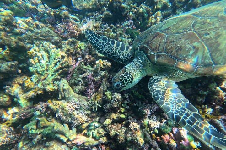 Daymaniyat Islands Turtle Snorkel & Kayak — Day Trip from Muscat photo 6
