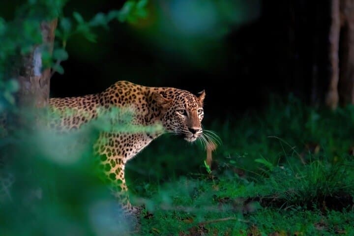 12-Day Sri Lanka Private Round Tour: Island Bliss Getaway photo 5