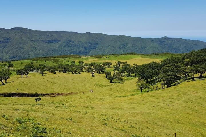 Vereda do Fanal PR13: Hike Madeira's Ancient Laurissilva Forest photo 3