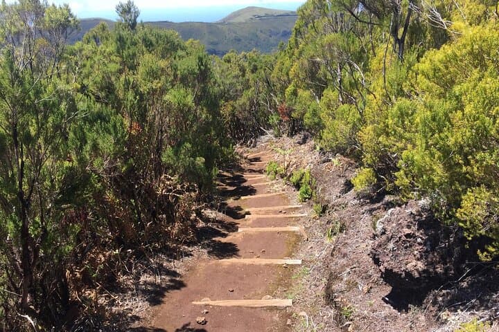 Vereda do Fanal PR13: Hike Madeira's Ancient Laurissilva Forest photo 6