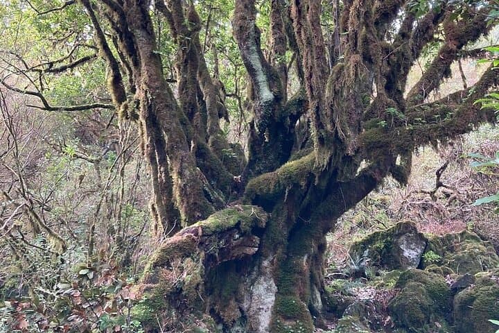 Vereda do Fanal PR13: Hike Madeira's Ancient Laurissilva Forest photo 4