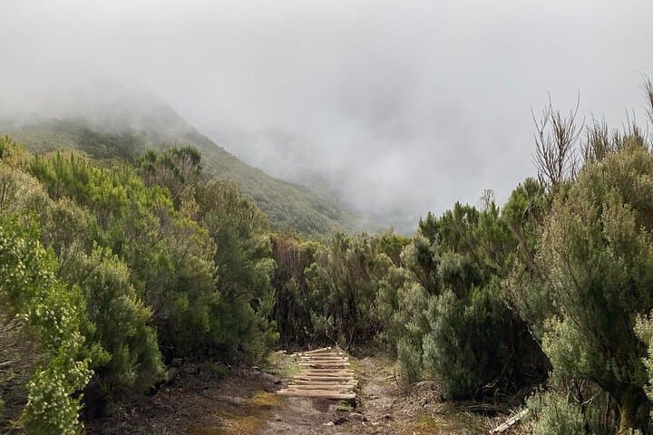 Vereda do Fanal PR13: Hike Madeira's Ancient Laurissilva Forest