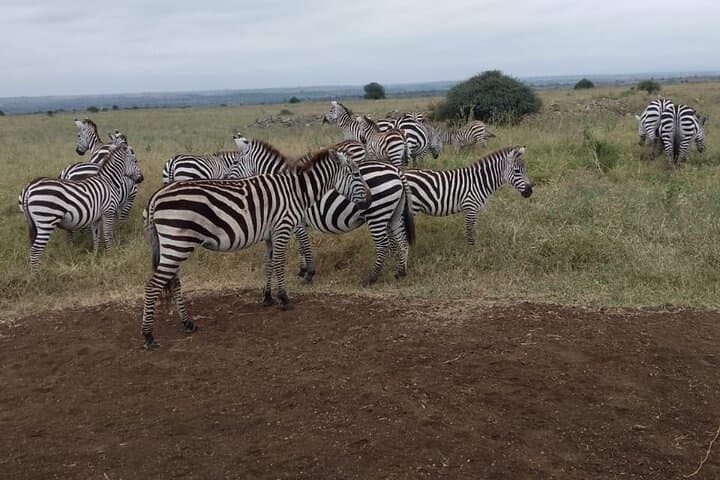 Half-Day Nairobi National Park Safari — Skyline Rhinos, Giraffes & Bead Workshop photo 3