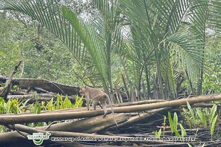 Khao Lak Elephant Sanctuary and Little Amazon Canoe Tour — Mangroves & Wildlife photo 4