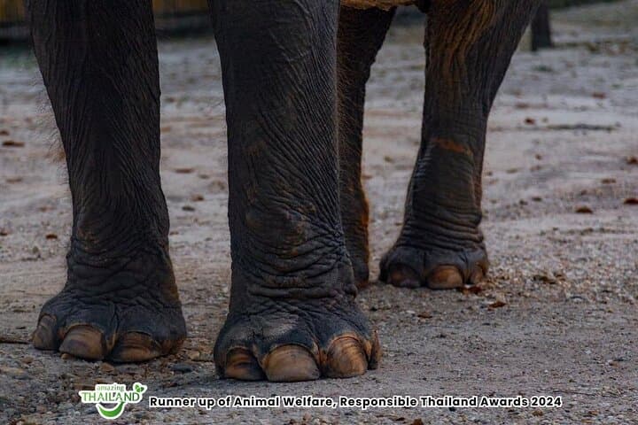 Khao Lak Ethical Elephant Sanctuary: Half-Day Herbal Workshop & Sanctuary Visit photo 3