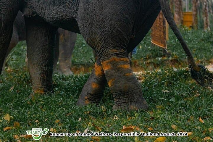 Khao Lak Ethical Elephant Sanctuary: Half-Day Herbal Workshop & Sanctuary Visit photo 4