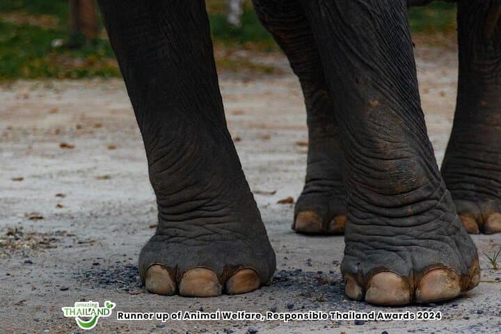 Khao Lak Ethical Elephant Sanctuary: Half-Day Herbal Workshop & Sanctuary Visit photo 5