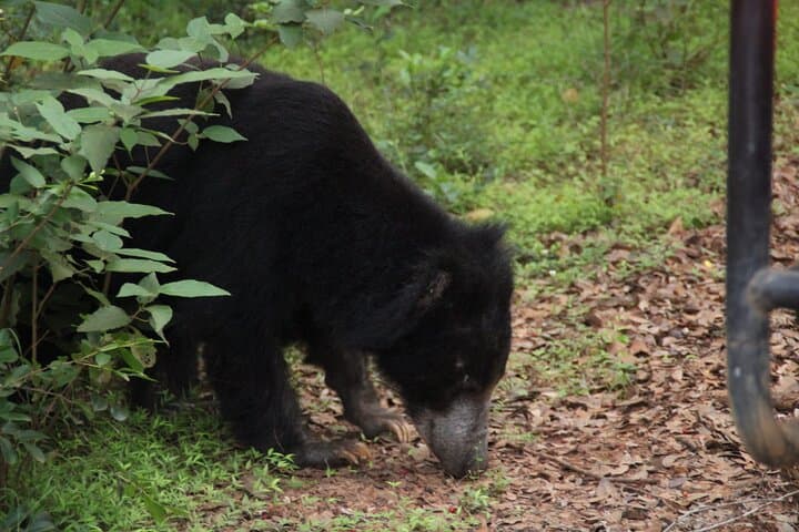 12-Hour Wilpattu National Park Safari — Private Full-Day Jeep Wildlife Tour photo 3