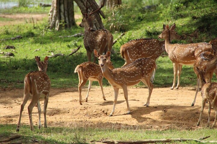 12-Hour Wilpattu National Park Safari — Private Full-Day Jeep Wildlife Tour photo 2